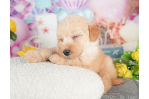 販売中の千葉県のトイプードル-381679の9枚目